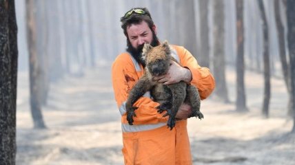 Число погибших животных из-за пожаров в Австралии перевалило за 1 миллиард