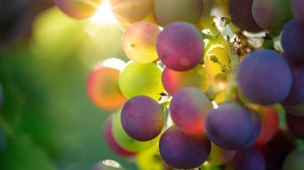 Вкусный и полезный: виноград может помочь гипертоникам