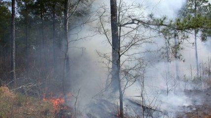 Чем так опасны для планеты лесные пожары?