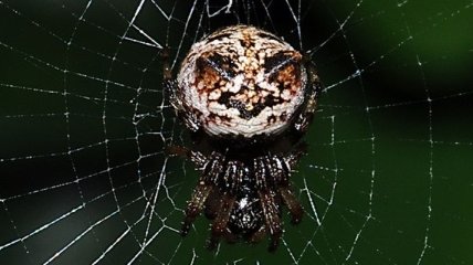 В этом году ожидается нашествие гигантских пауков