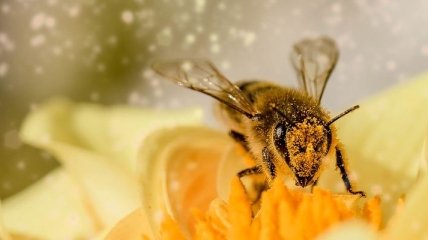 По методу сладко/горько: пчел научили считать