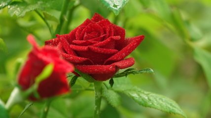 Розы в саду нуждаются в постоянной заботе