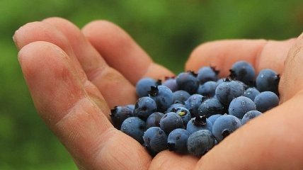 Самая востребованная: у какой украинской ягоды наибольший экспортный потенциал