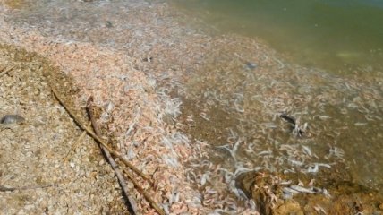 Берег Чорного моря засипало дохлою рибою і креветками: люди скаржаться на пекельний запах (відео)