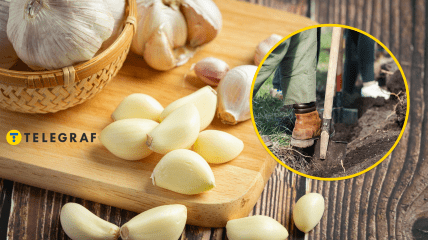 Посадка озимого часнику