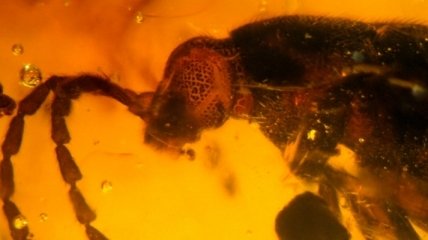 Плененные в янтаре: Археологи показывают насекомых, живших сто миллионов лет назад
