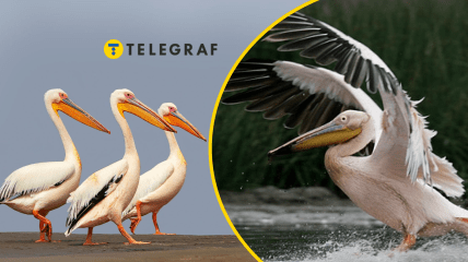 Рожеві пелікани, ілюстративне фото