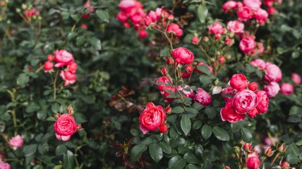 Троянди часто вмирають через попелицю