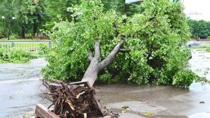 Шквальный ветер в Луганске вырвал деревья и посрывал крыши