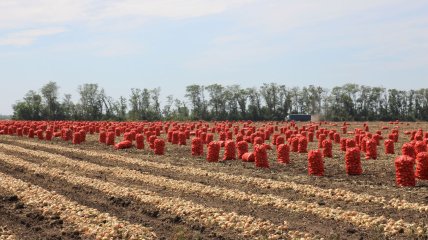 Збір цибулі в полі