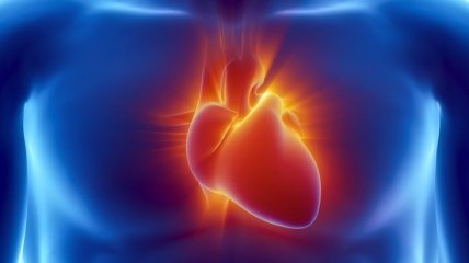 Медики доказали: сердце имеет иммунную систему