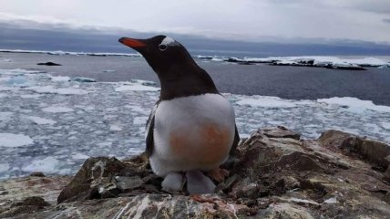 И в суровых условиях жизнь продолжается: в Антарктиде на глазах украинцев родились пингвинята