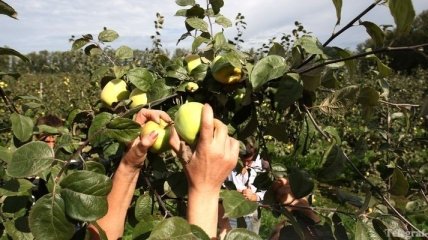 Яблоки, выращенные в Крыму, оказались дороже, чем в Украине
