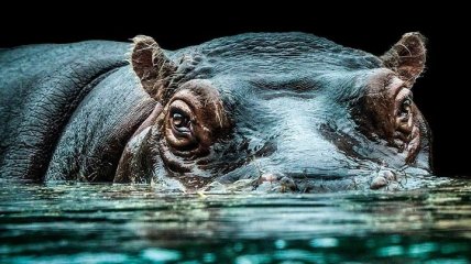 Потрясающие снимки животных от немецкого фотографа Вольфа Адемейта (Фото)