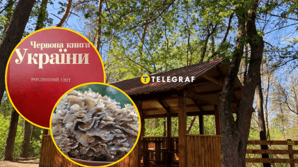 В Слобожанском парке обнаружили краснокнижную Грифолу курчавую