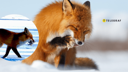 Лиса ворует рыбу