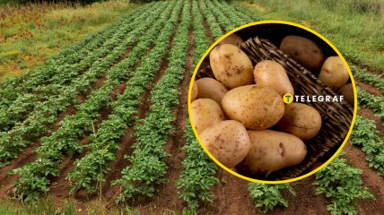 Дізнайтеся, що зробити перед збиранням урожаю картоплі