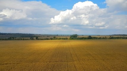 В Минэкономики сказали, сколько будет стоить гектар украинской земли