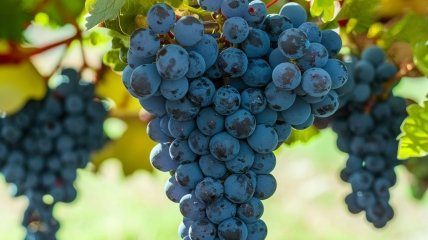 Есть действенные методы подкормки винограда (изображение создано с помощью ИИ)