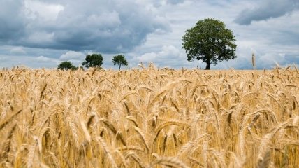 Египет купил у Украины 60 тысяч тонн пшеницы