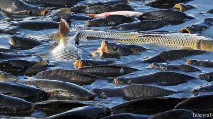 Аннексия Крыма привела к потере Украиной до 60% вылова рыбы
