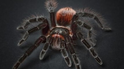 В Австралии открыли новый род тарантулов