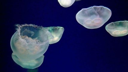 Американские ученые создали искусственную медузу