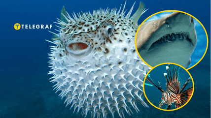 Рыба фугу, акула, крылатка