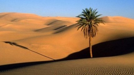 Ученые придумали, как вырастить лес в пустыне