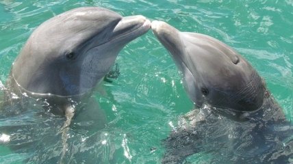 Названо 7 неприятных фактов о дельфинах