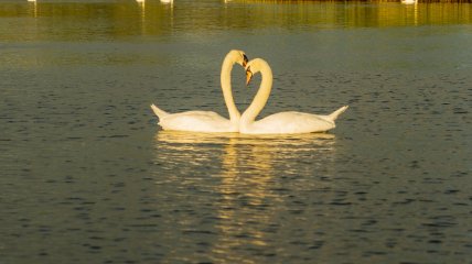 Пара лебедей визуально напоминает символ сердца
