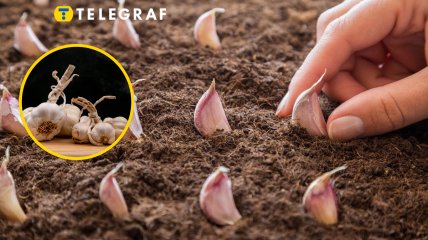 Высадка чеснока