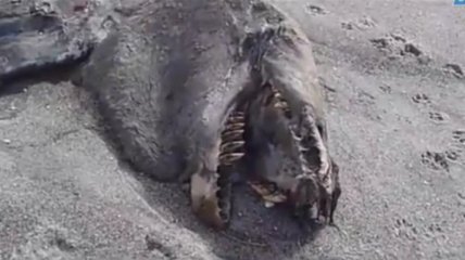 На берегу Новой Зеландии нашли "морское чудовище" (Видео)