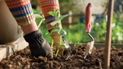 Що і коли можна робити в травні в саду та на городі: посівний календар 2022