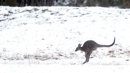В Австралии выпало 30 см снега