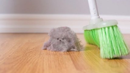 В чем опасность домашней пыли для здоровья