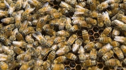 Французские пчелы стали производить сине-зеленый мед