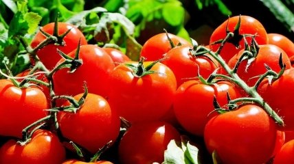 Як не можна поливати помідори