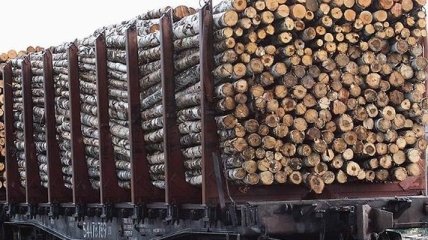 В Одесской области выявлены махинации с незаконным экспортом леса на 1,2 млн грн