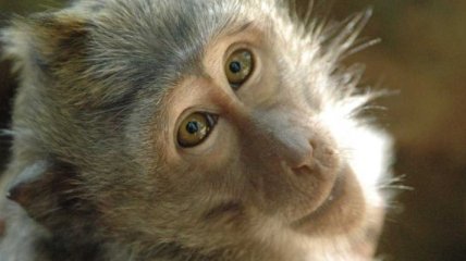 Ученые "внедрили" обезьянам самосознание