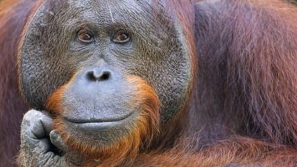 Самки орангутангов выбирают самцов по размеру щек 