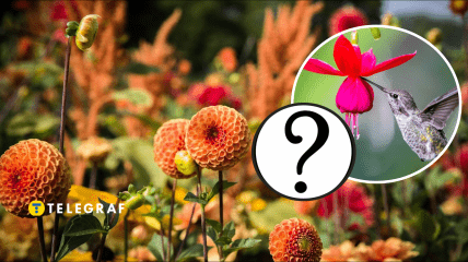 В Україні помітили бражника