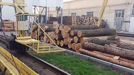 Луценко: Проведено более 100 обысков из-за незаконной вырубки леса
