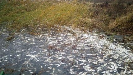 Мор рыбы в Херсонской области: полиция завела дело