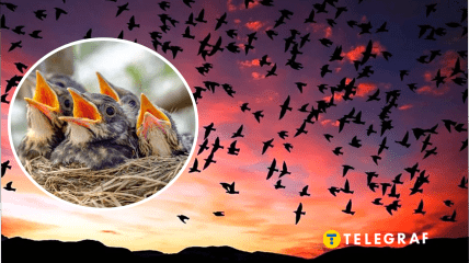 Какие птицы в Украине могут атаковать хищников