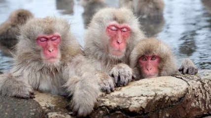 Удивительный парк снежных обезьян в Японии (Фото) 