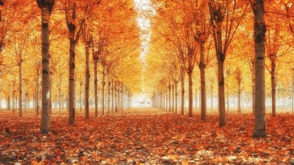 Золота осінь у Дніпрі
