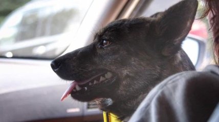 Первый член экипажа "Яны Капу" вернулся домой: собака Джесси уже в Украине