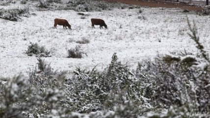 Столицу ЮАР засыпало снегом