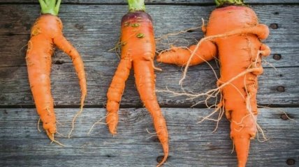 Не совершайте этих ошибок, и ваша морковка будет расти ровной
